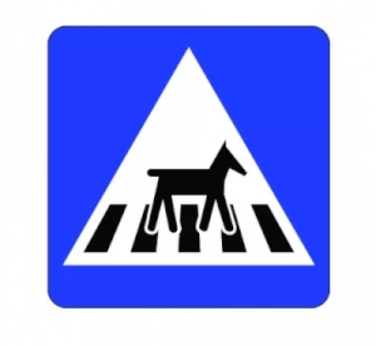 AmosNews: Maidanezii romani fac inconjurul lumii pe trecerea de pietoni