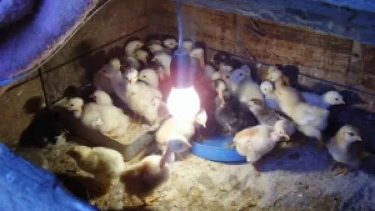 Buget cu efecte dramatice: Retragerea subventiilor in agricultura in anul 2010