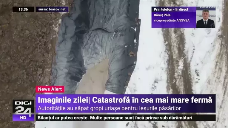 Dezastru sanitar la Codlea. Gropi pentru sute de mii de curcani sacrificati din cauza gripei aviare