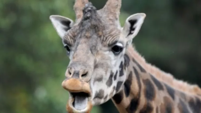 Doliu in lumea filmului: cineast celebru, mort dupa ce a fost lovit de o girafa