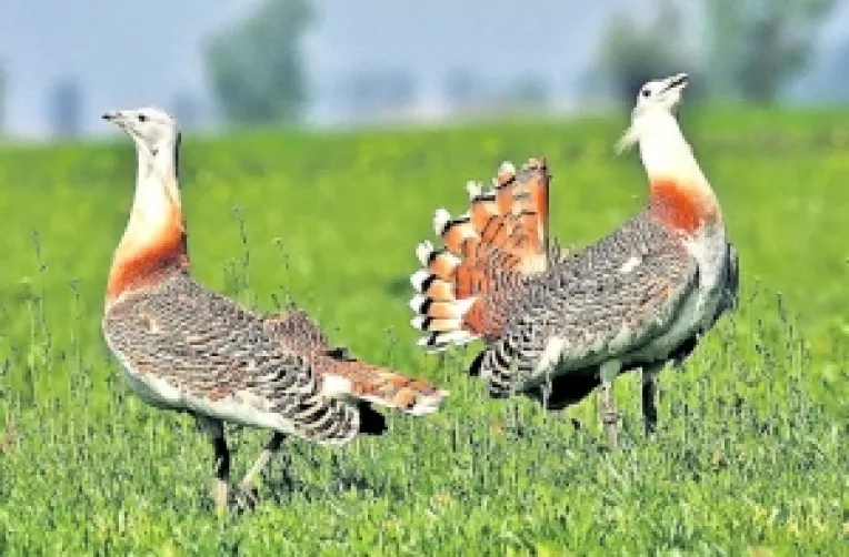 Dropiile au reaparut in Baragan si in Dobrogea!