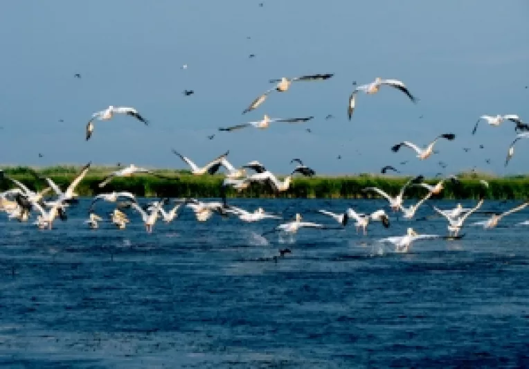 "Parcul Natural Vacaresti": Delta din Bucuresti a fost desemnata drept arie naturala protejata 