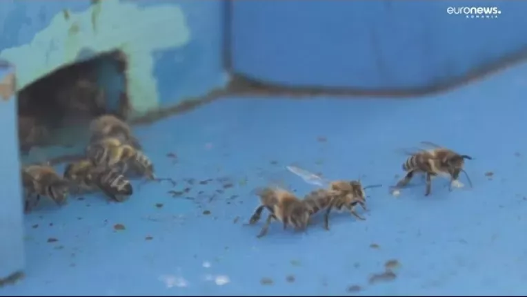 Parlamentul European reglementeaza etichetarea mierii. 46% din mierea din afara UE este contrafacuta