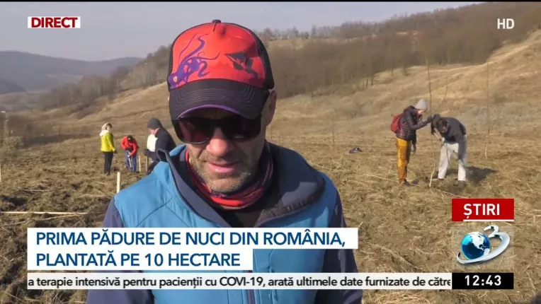 Prima padure de nuci din Romania, plantata pe 10 hectare
