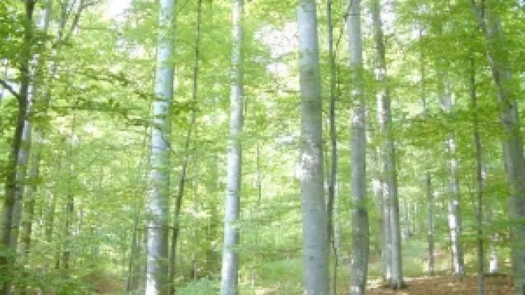 Romsilva obtine profituri din livrarile la export