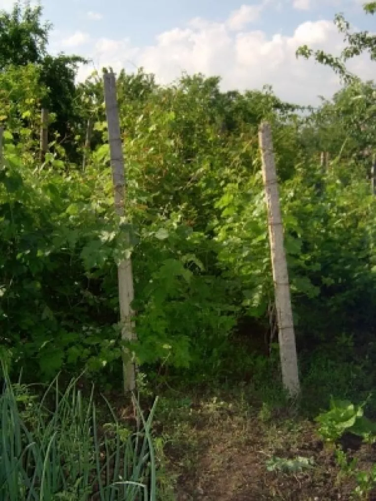 Suprafetele cultivate cu vita de vie s-au diminuat