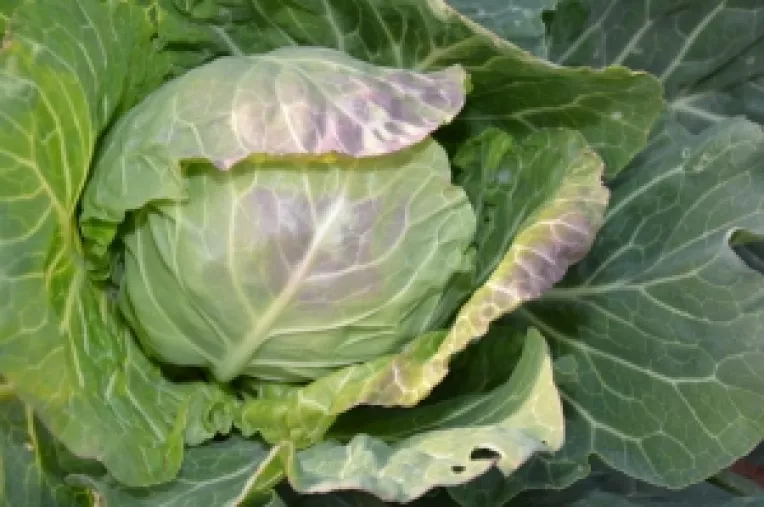 Varza din vis inseamna viata lunga si sanatate