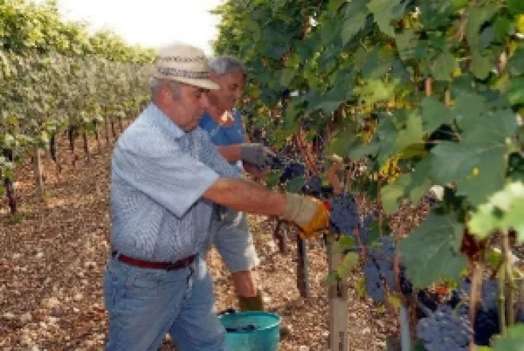 Viticultorii romani pierd 425 mii de euro din banii europeni